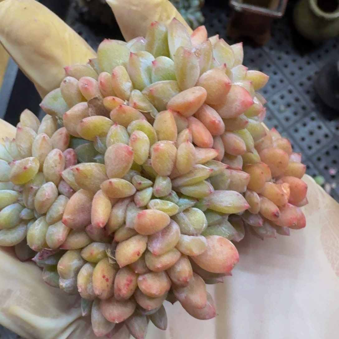 嗨**J哈哈哈哈哈哈哈哈哈