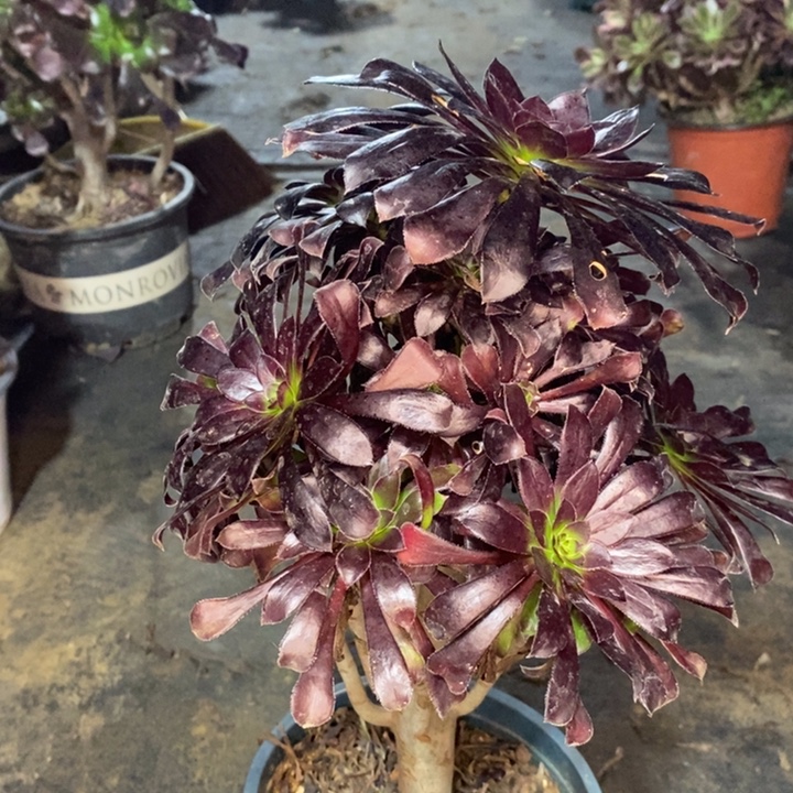 墨法多肉植物80。  