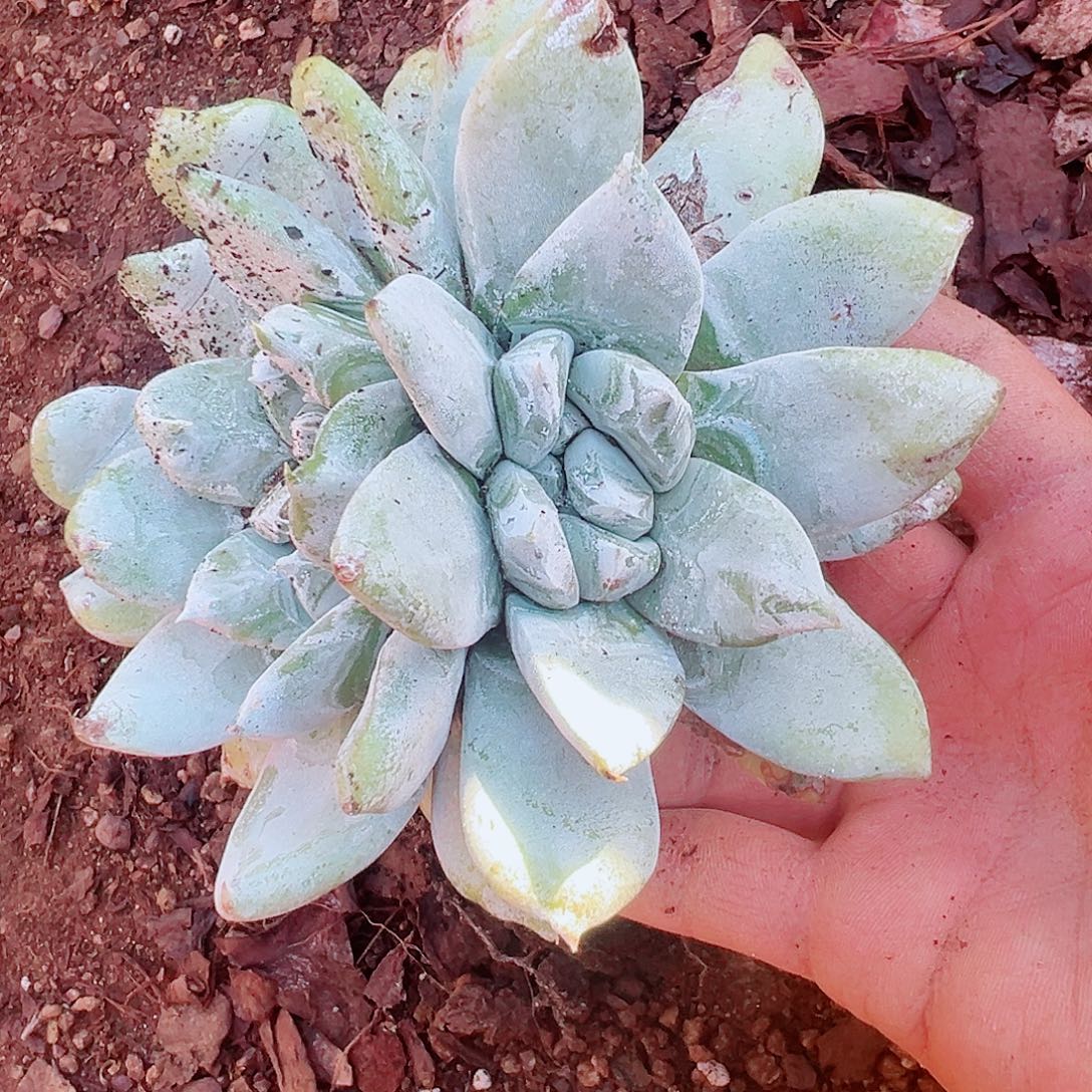 9186拇指苹果叶仙女杯多肉