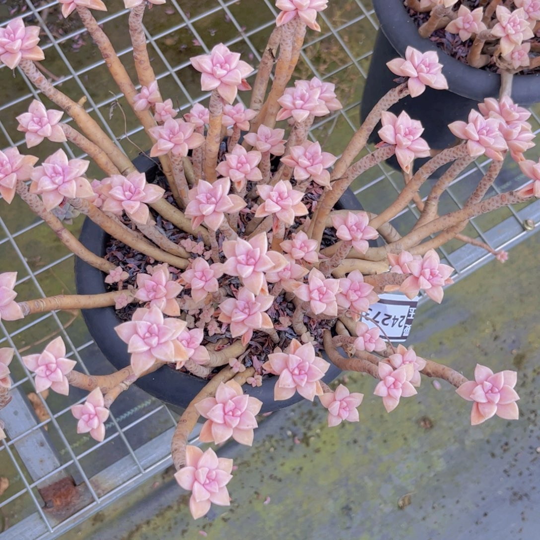 阿伦培24273多肉植物