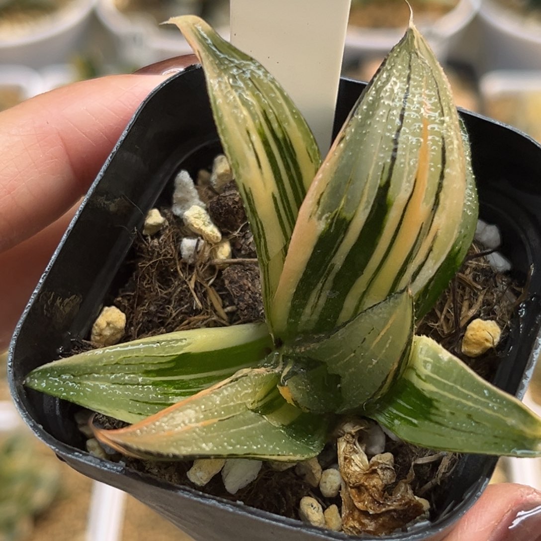 26茜云芭提雅锦福利专场