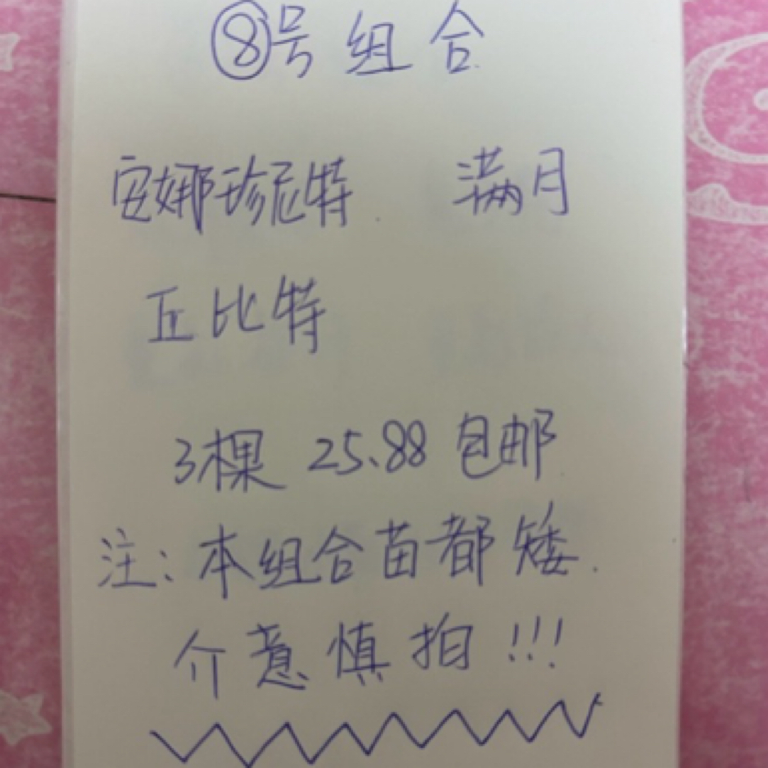 [8号套餐小苗]3颗重瓣天竺葵小苗包对版