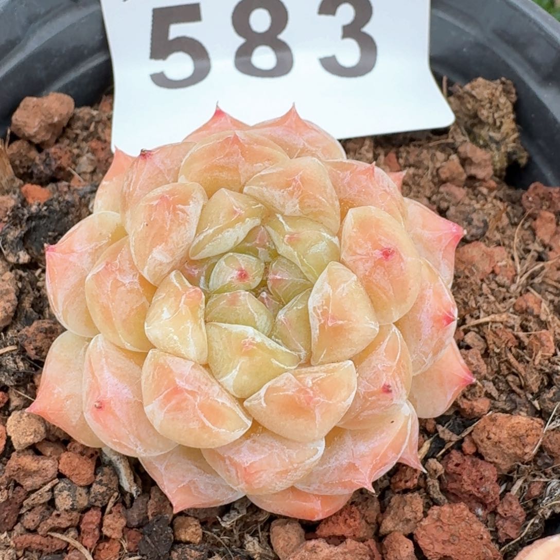 冰魄黄体         多肉植物