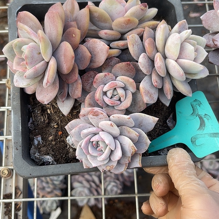 小***师两单包邮，一物一拍，556