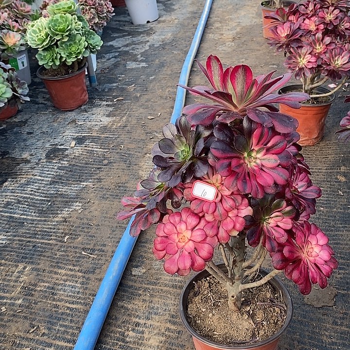 10，香奈儿带花蝴蝶有修枝