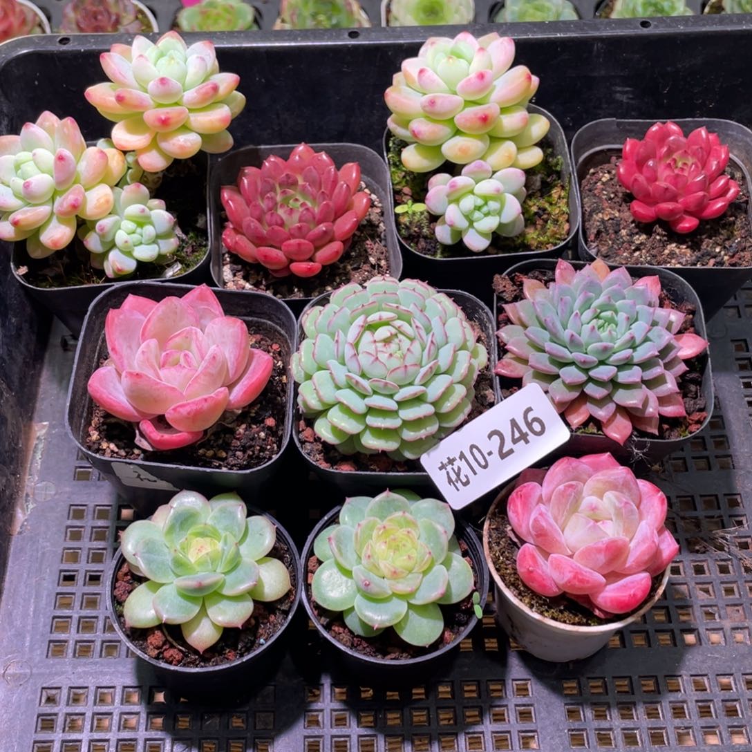 花利美10-246框拍10颗