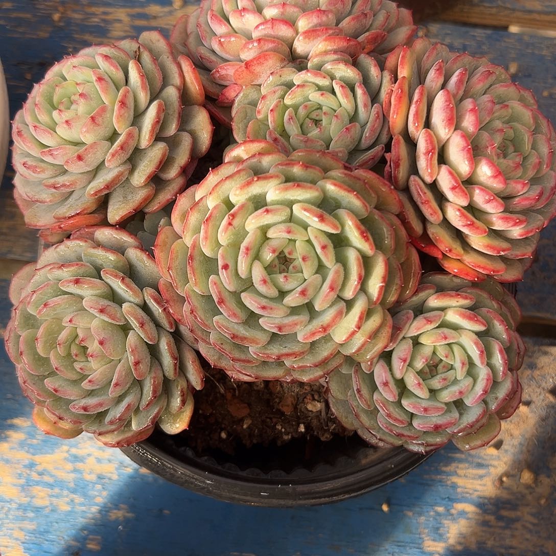 白胖子捧花一物一拍