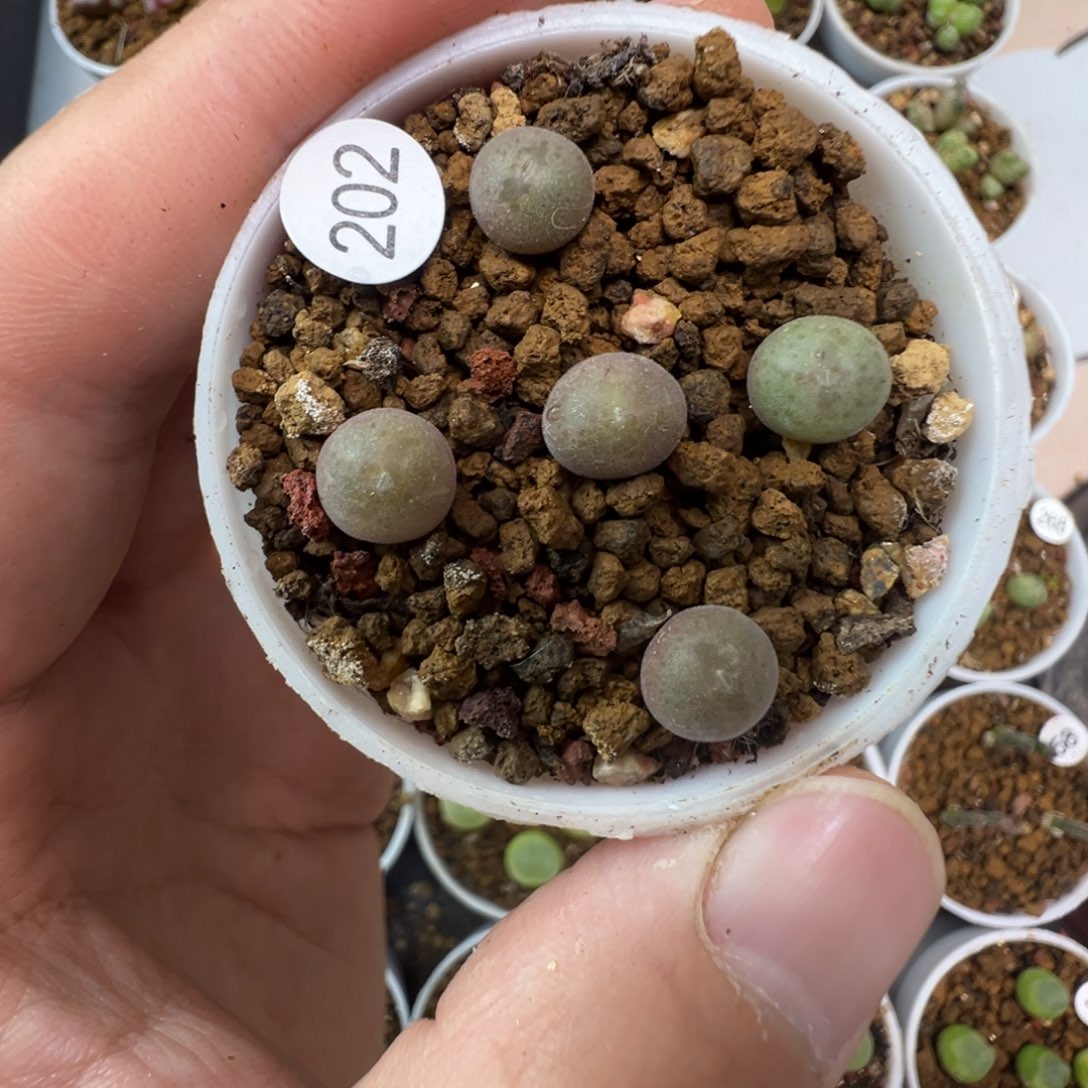 空蝉一颗脱土20200000