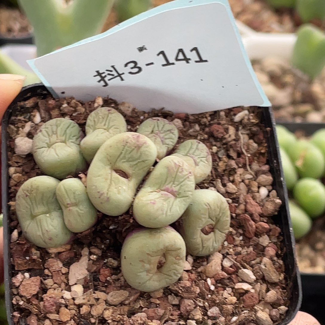 *****3-141肉锥多肉植物