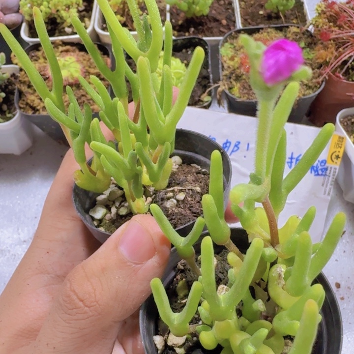 冰糕兔子王炸一颗新品