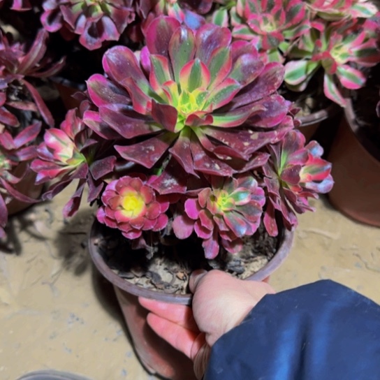 美杜莎9.9多肉植物