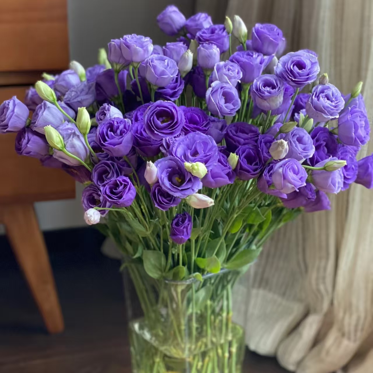 1大扎紫色洋桔梗600g(脱水会掉秤)【两单顺丰冷链或京东快递】