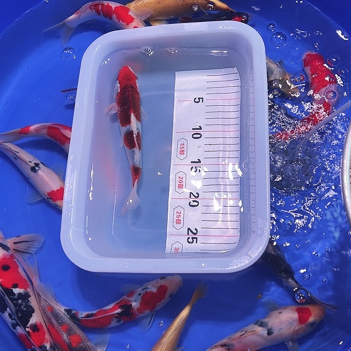 海水鱼锦鲤的尾巴和尾巴