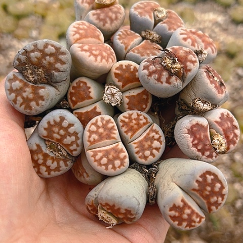 【闪购商品】20067