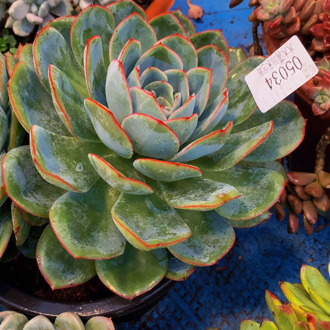 猫***猫    晨露多肉05034