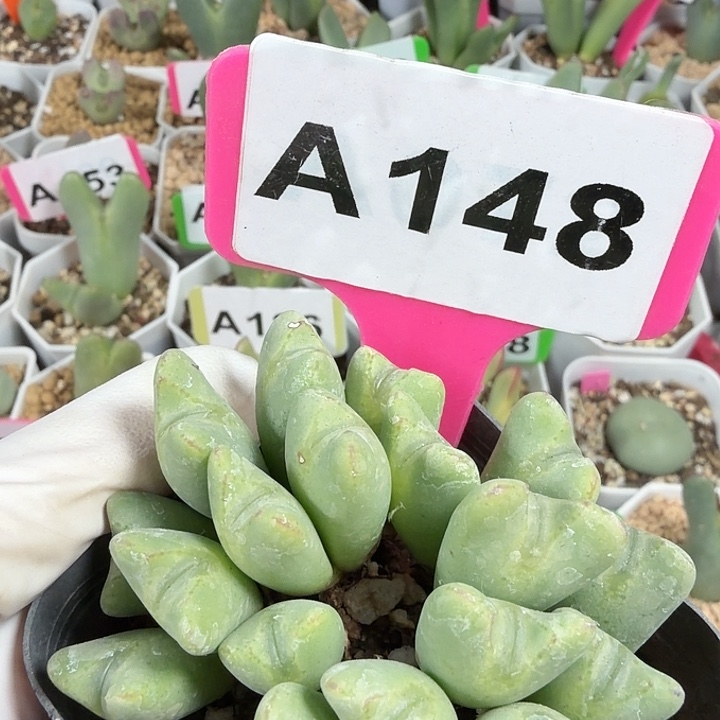 148mmmmmmmmmmmmmm