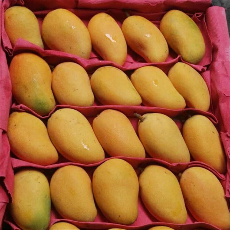 小台芒台农芒应季新鲜芒果现摘现发香甜多汁核薄肉厚