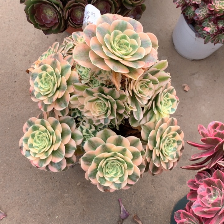 2027迈巴赫多肉植物