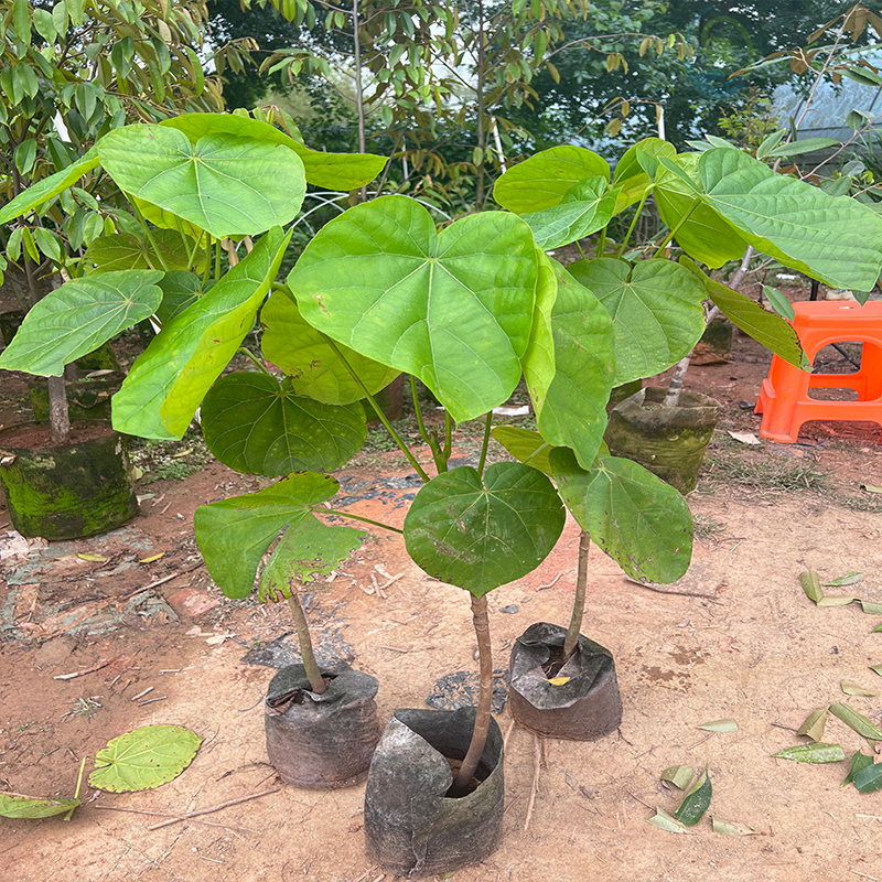 椰柿果树苗椰蜜果苗南方庭院地栽高端热带水果苗细腻多汁四季可种