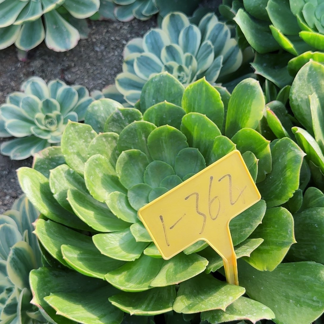 1-262--+多头多肉植物