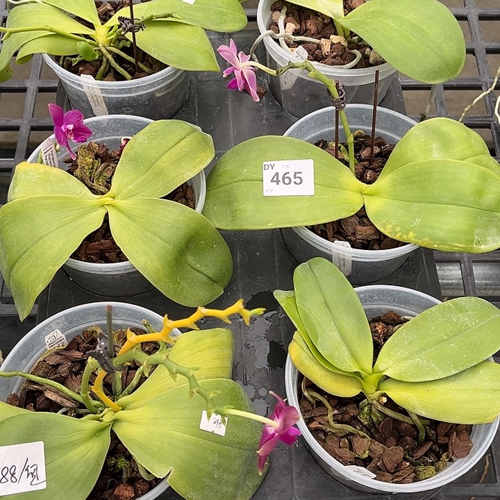 全部花苞465号特价瑕疵苗根叶不好裸根法国任何原因不售后