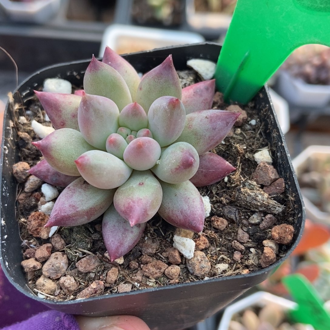 755虞美人多肉植物