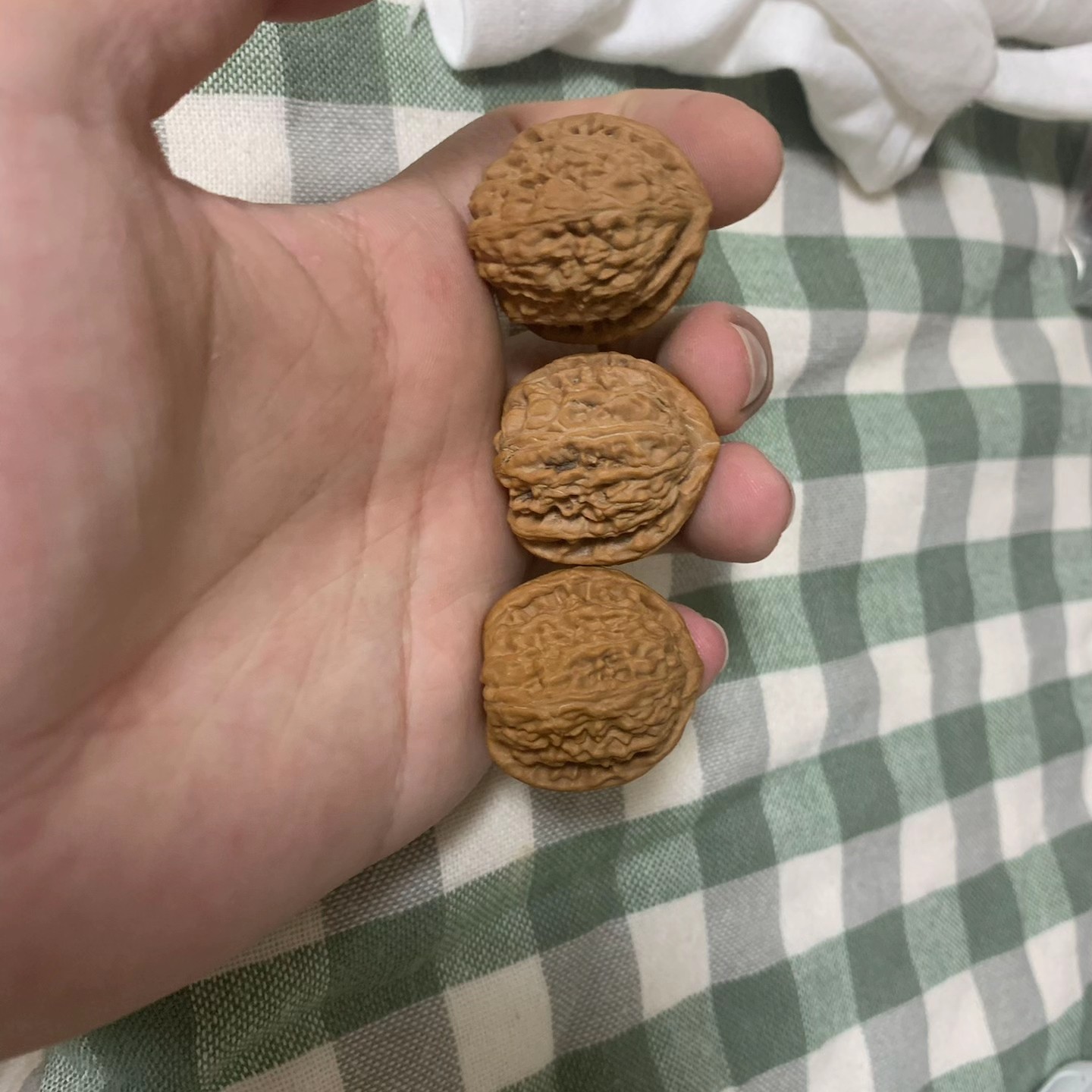 三个同尺寸白狮子小手捻