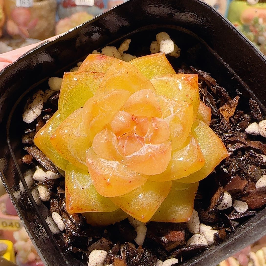 T可爱黄钻盆口7cm