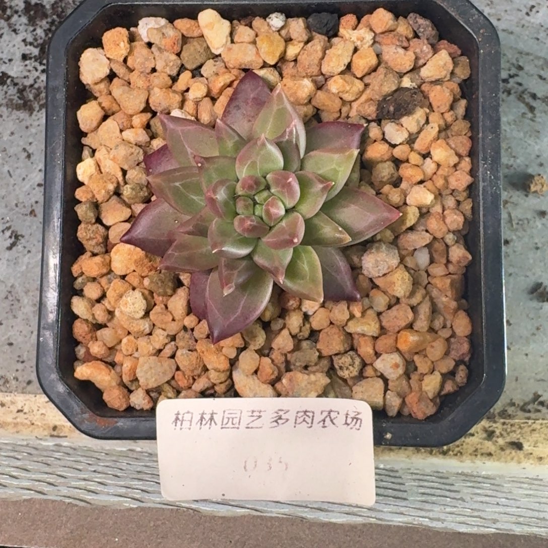 035 美人杂交 一物一拍