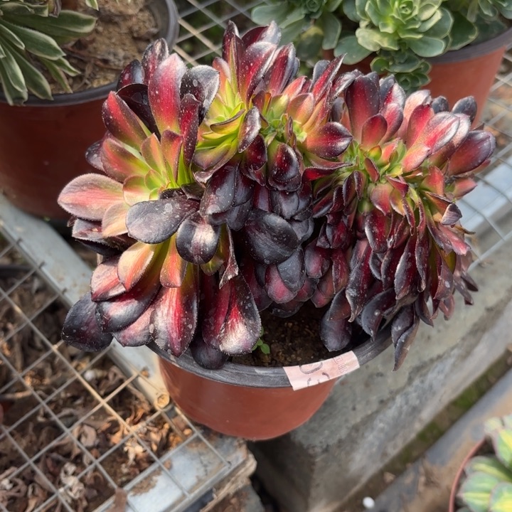 花娜锦坠多肉法师5459