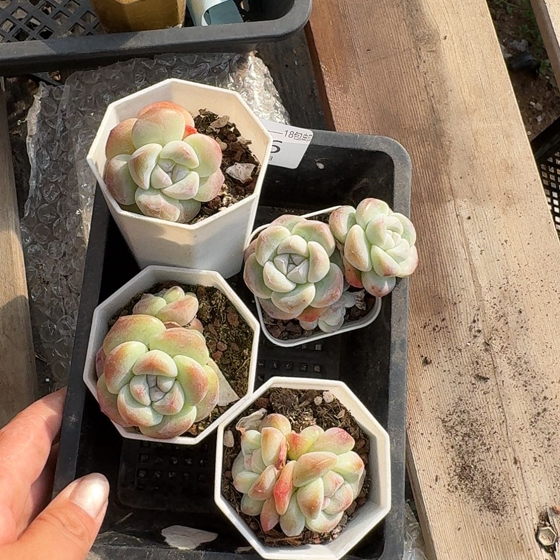 96 号到手1框一物一拍