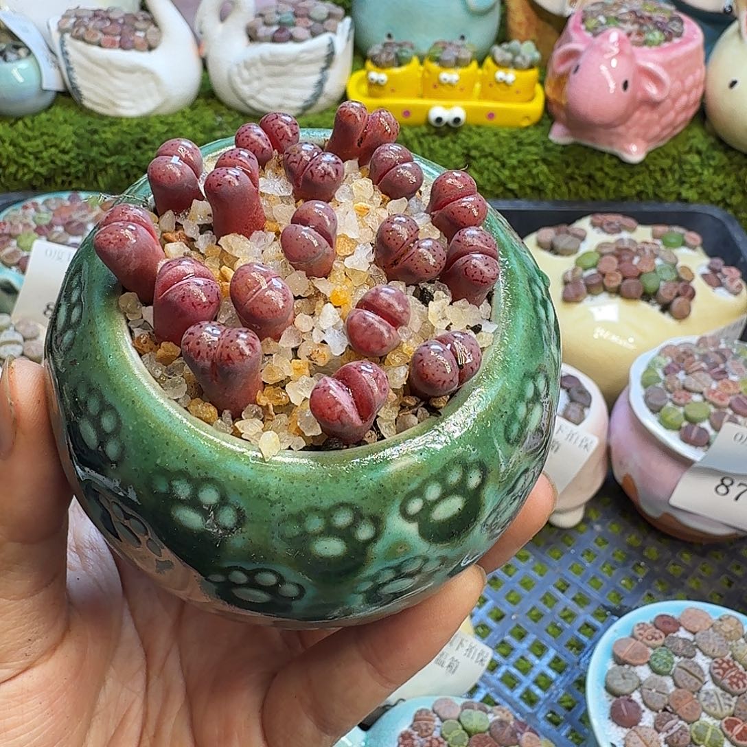 一***皮多肉植物福利冲923