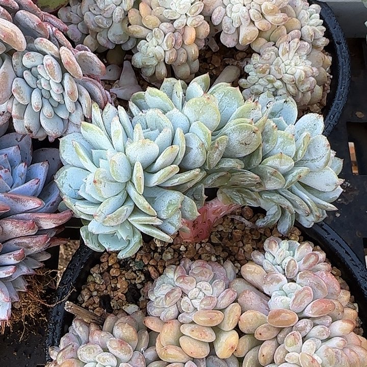 小***张青蛙王子儿童牙膏套装11