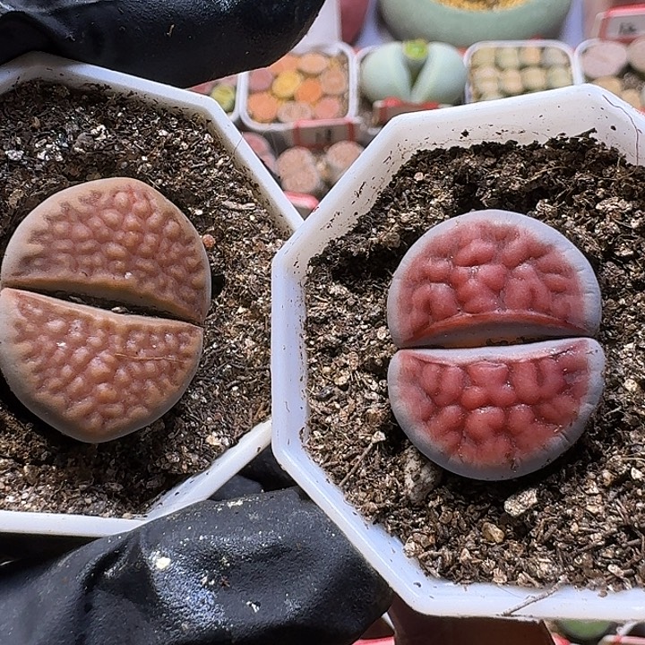 生石花1111111。   195