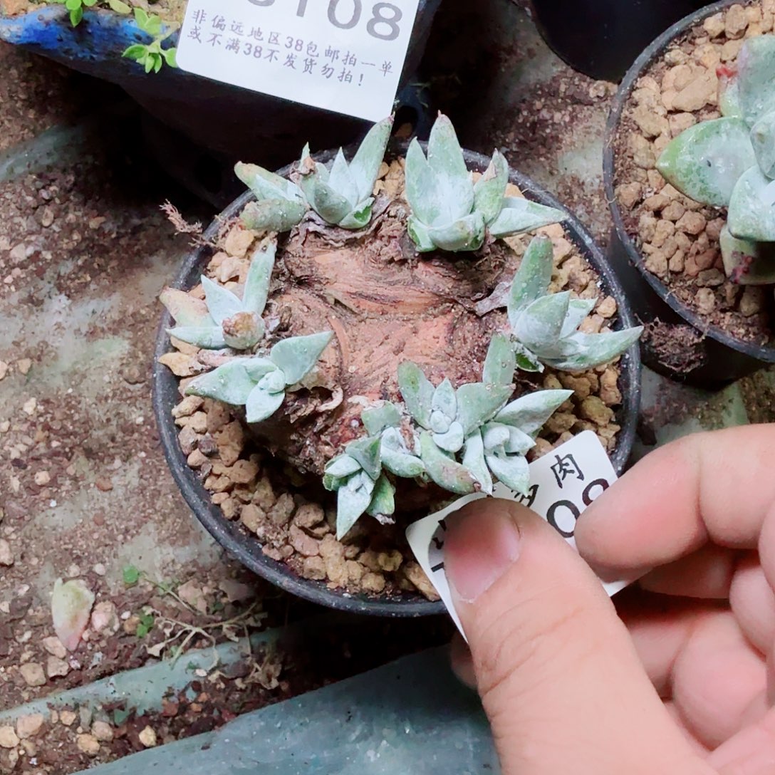 3109刘丹杂交多肉