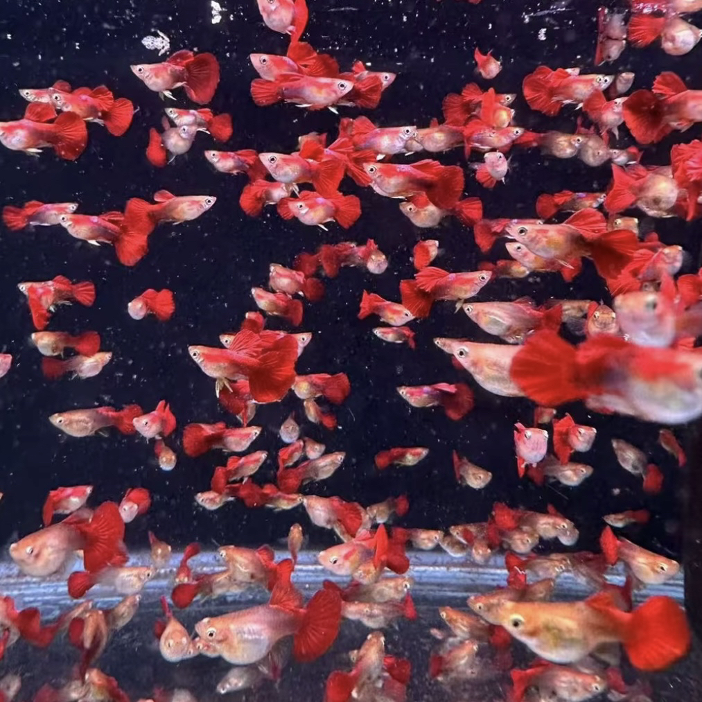 【黄爆球】球体孔雀鱼小型热带鱼