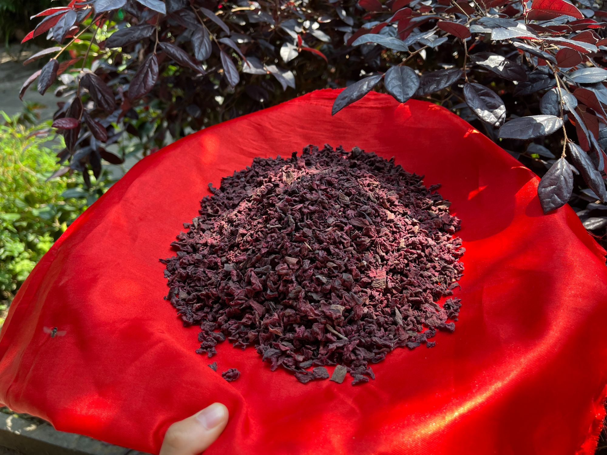 1【藏-血-灵-参】净含量：250g-1000g【阿徐现收】