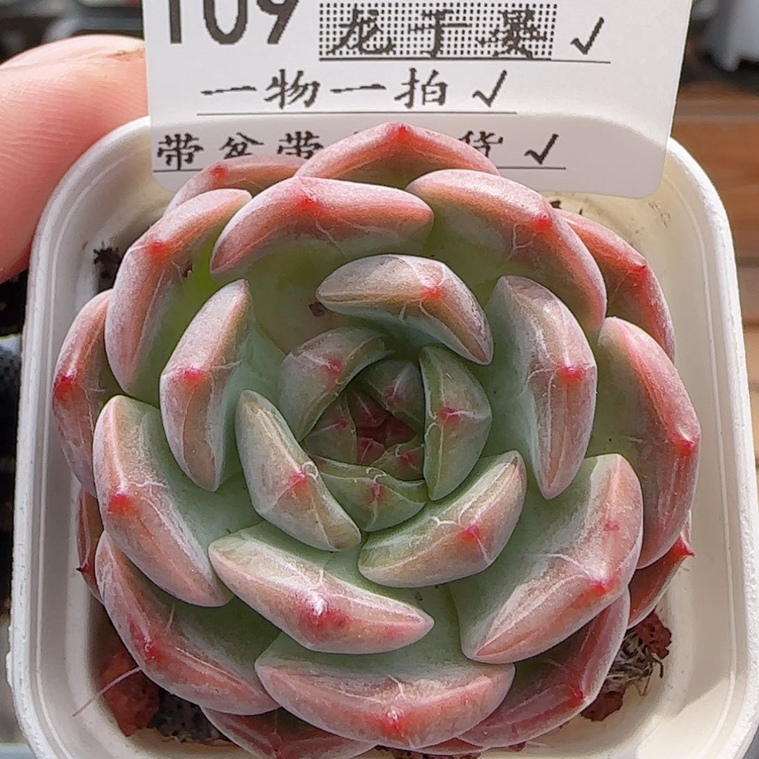 多肉0716-109暗纹暗纹