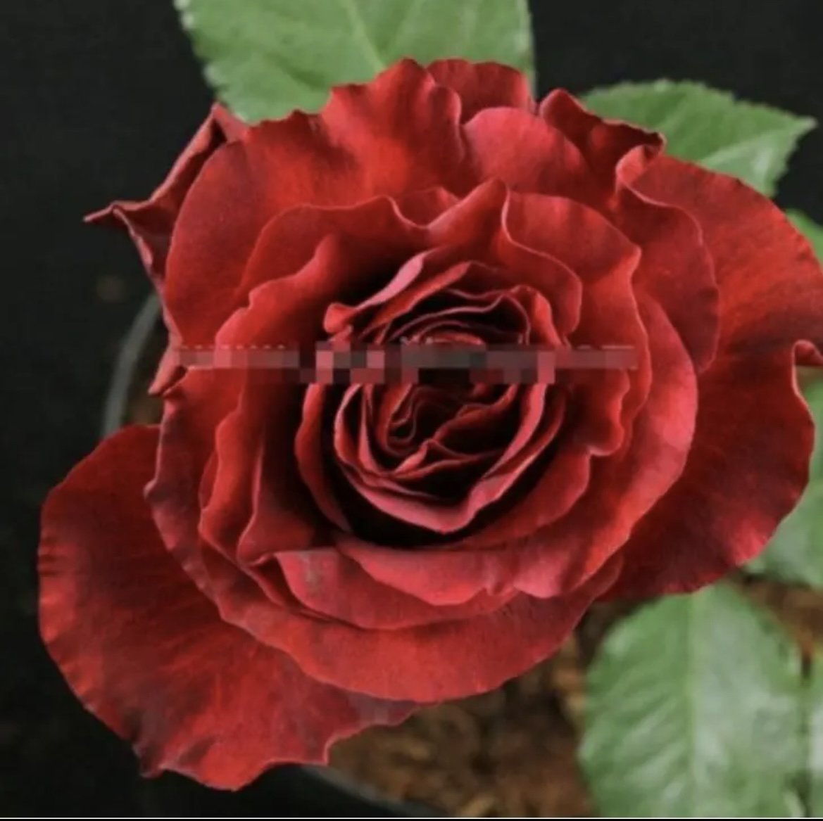 可乐 荷兰清香切花 抗病 耐热 耐开 多季开花灌木