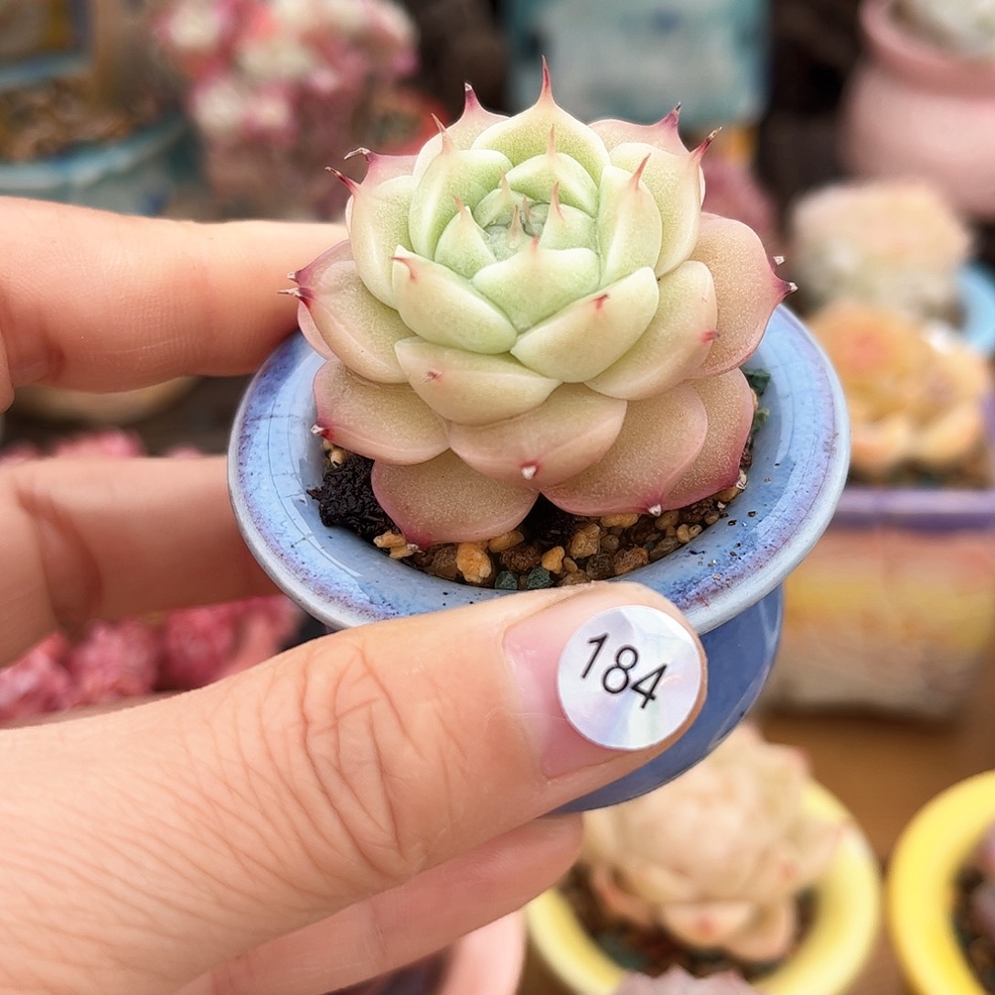 184 多肉含盆土30元包邮除偏远