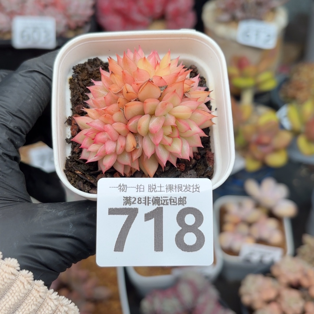 女雏锦无盆土发货