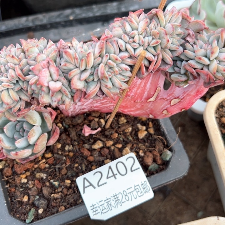 幸运的是我的朋友