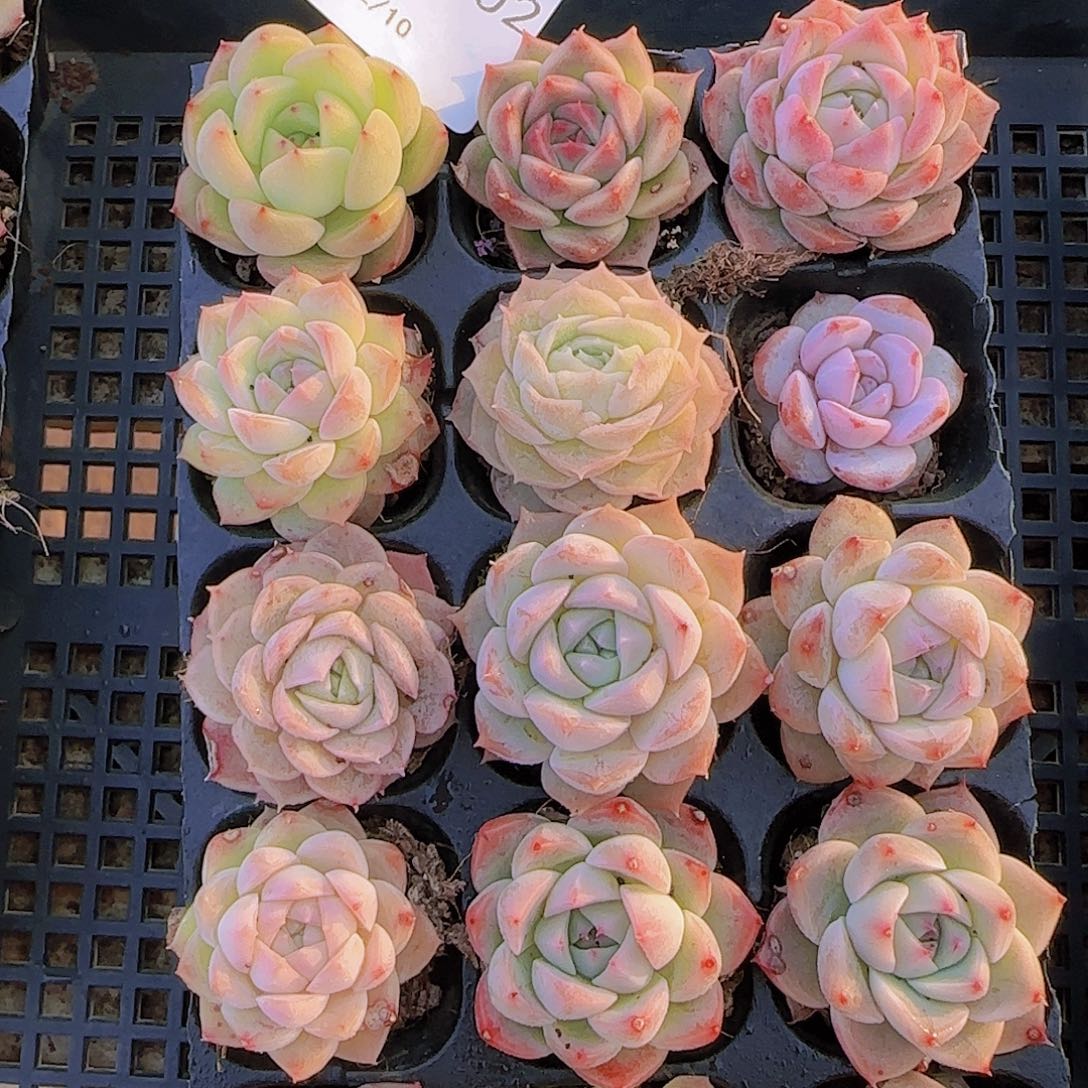 直播一物一拍多肉102