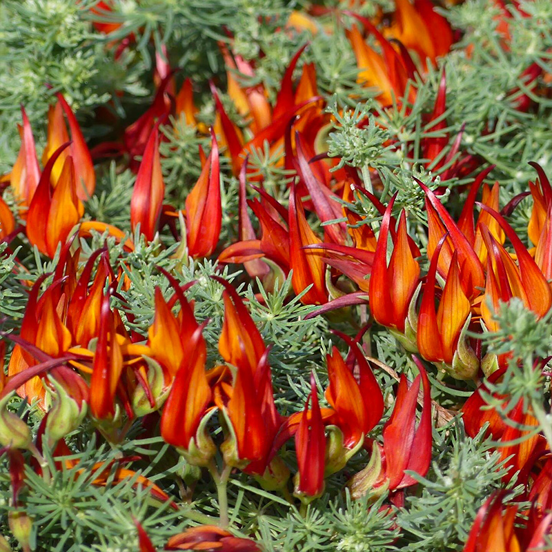 鹦鹉嘴吊兰百脉根盆栽花卉 室内阳台垂吊株型飘逸多年生好养