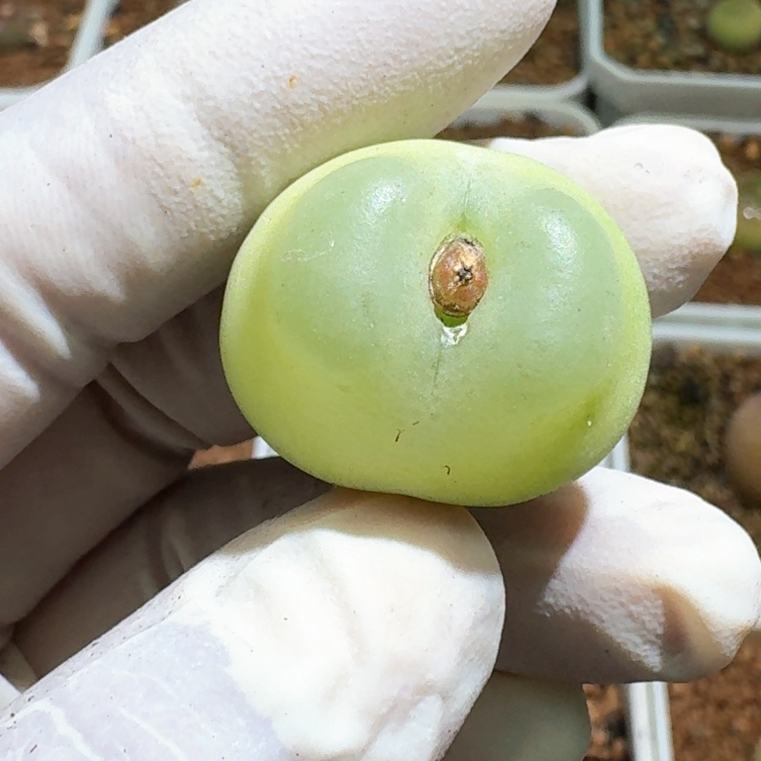 1-12-113过大种源2606