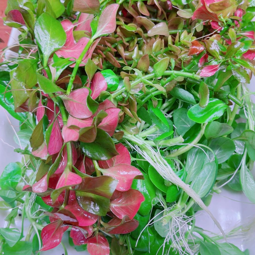 美小呆特惠套餐一份