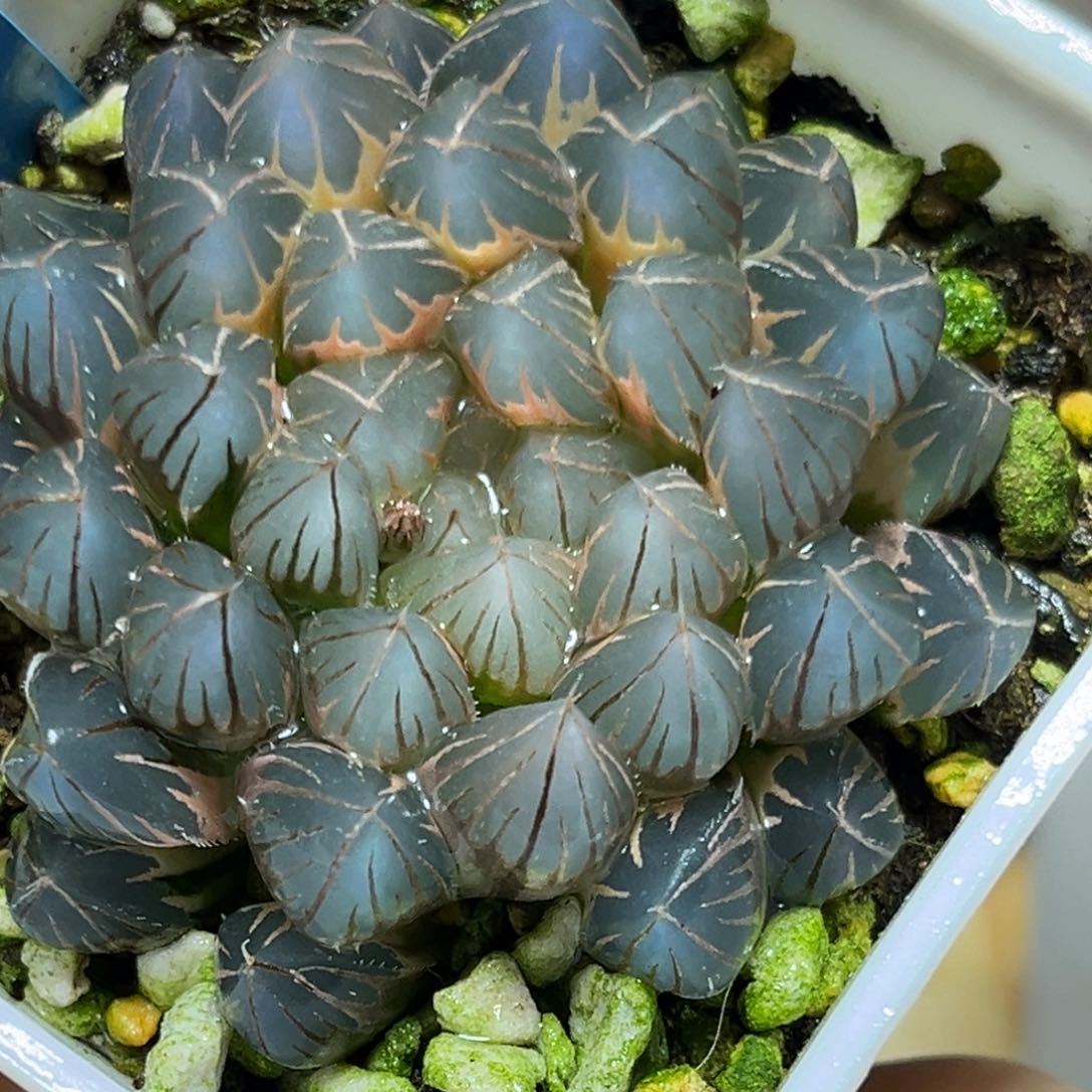 恭喜发财大吉大利0278