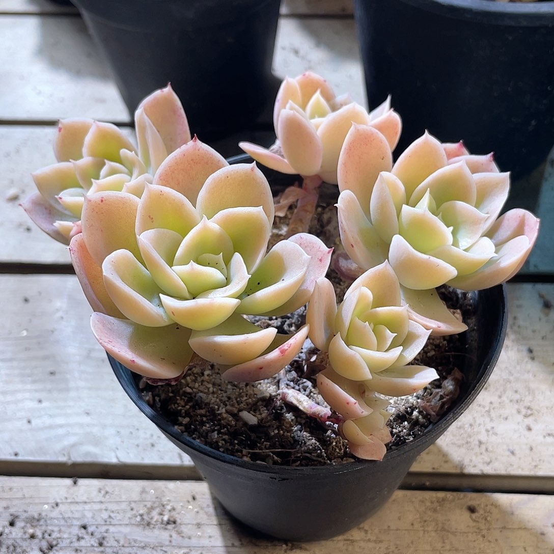 1234  星娜塔  六月六