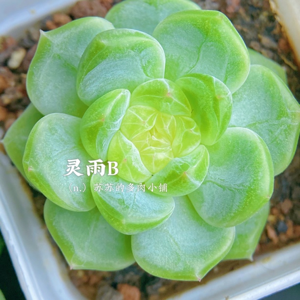 风花雪月灵雨B多肉，一物一拍，包对版，4公分盆口，本店满38包邮。