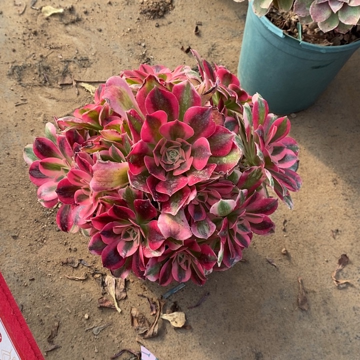 女巫28多肉植物法师法师